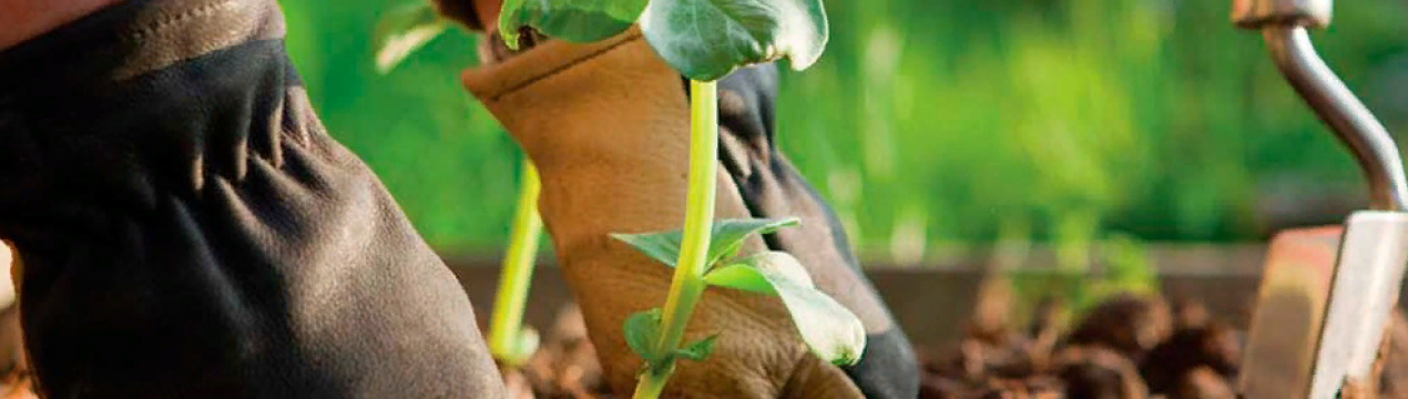 Чим зайнятися садівнику-садівнику під час карантину