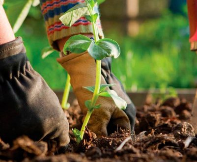 Чим зайнятися садівнику-садівнику під час карантину