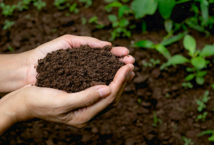 Секрети високого врожаю в 2020 Секрети високого врожаю в 2020