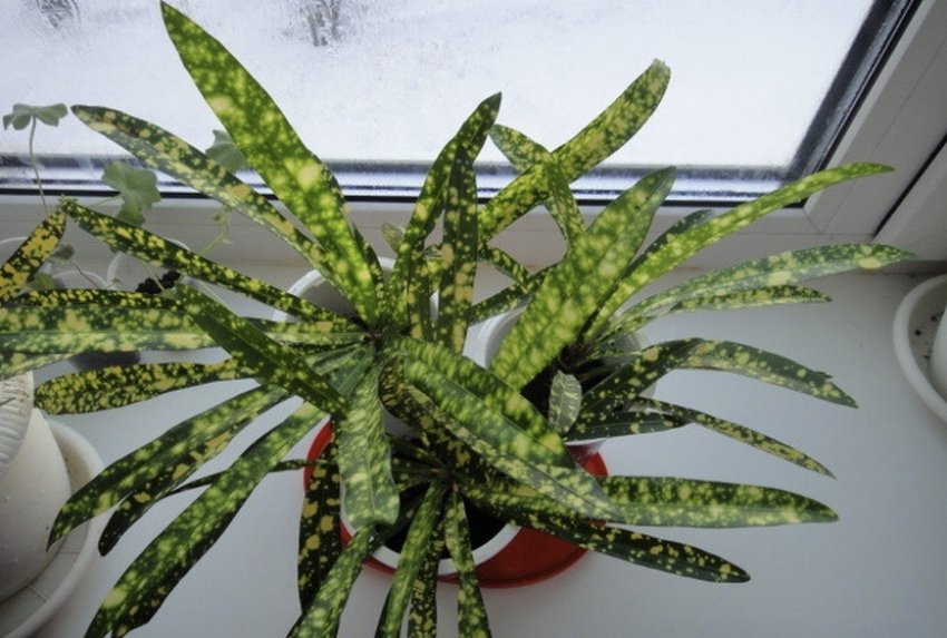 Золота зірка Золота зірка