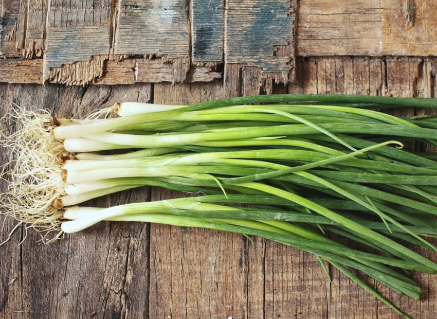 Вирощування цибулі в Хорватії: правильний полив може збільшити врожайність до 50%