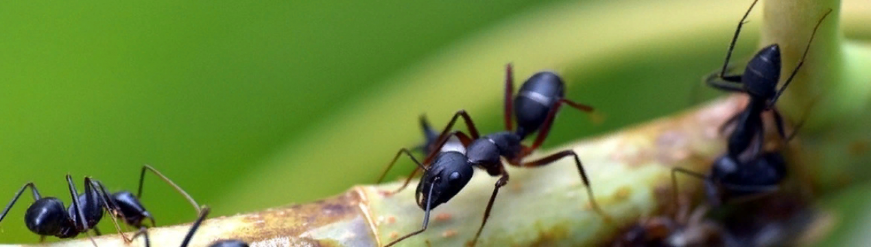Комахи зменшуються у швидкому порядку, і це погана новина для людства