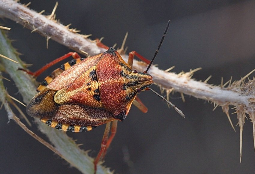 Кількість комах спадає стрімкими темпами, і це погана новина для людства