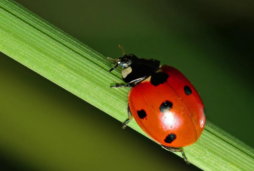 Кількість комах спадає стрімкими темпами, і це погана новина для людства