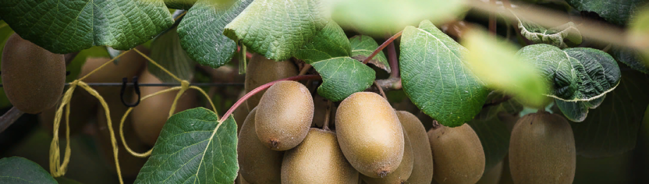 Коронавірус: тайські працівники, зайняті вирощуванням ківі в Новій Зеландії, у самоізоляції в парку відпочинку Bay of Plenty