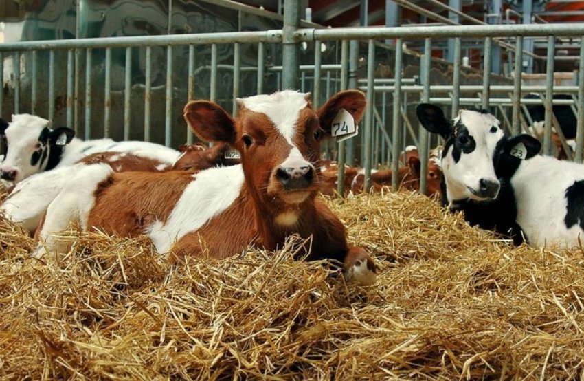 Дії фермерів Німеччини у випадку виявлення коронавірусу Дії фермерів Німеччини у випадку виявлення коронавірусу