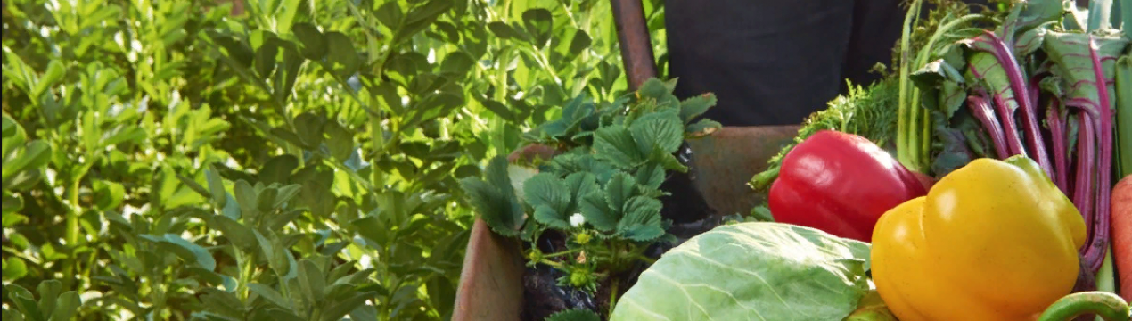 Дії фермерів Німеччини у разі виявлення коронавірусу