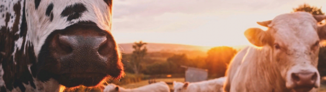 Щорічна конференція з догляду за шкірою переходить у цифровий формат