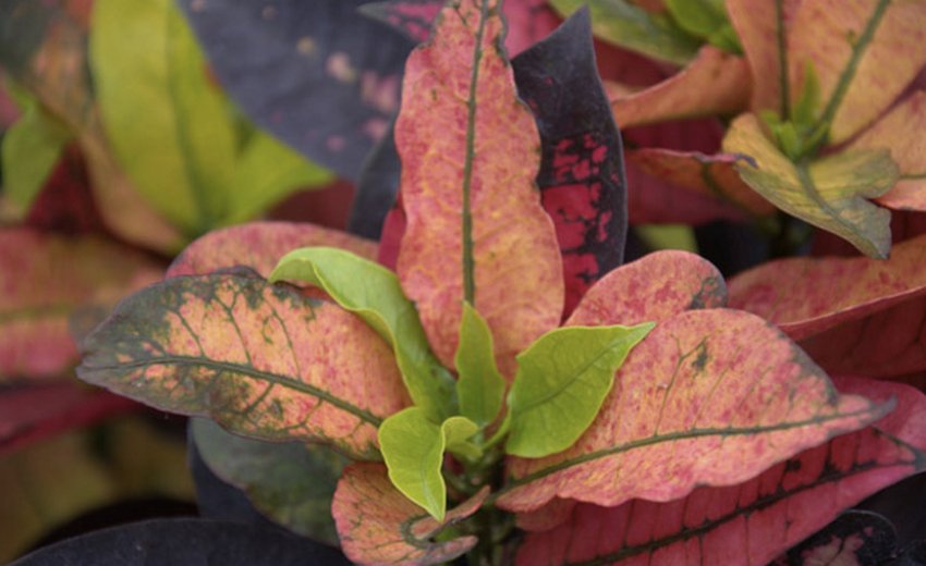 Яблучний лист Яблучний лист