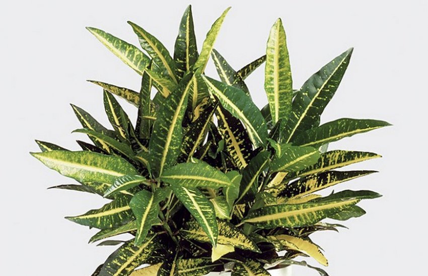 Золотий Місяць Золотий Місяць