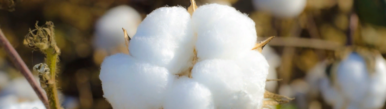 Виробники насіння бавовни хочуть, щоб уряд підвищив ціни на насіння