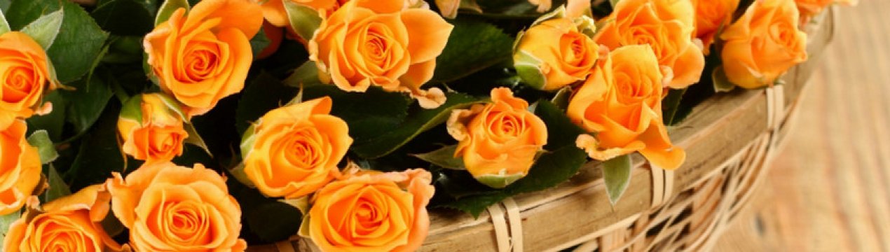 Опис самих мініатюрних сортів троянд