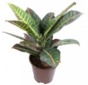 Кодіеум Кодіеум