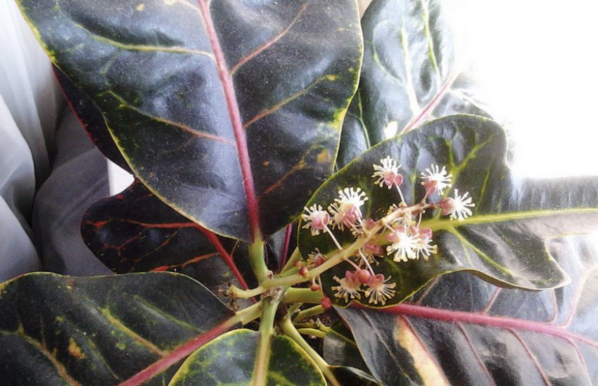 Кротон Кротон