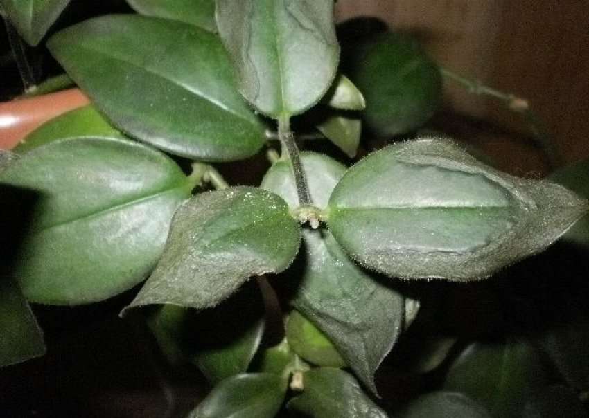 Хвороби эсхинантуса Хвороби эсхинантуса