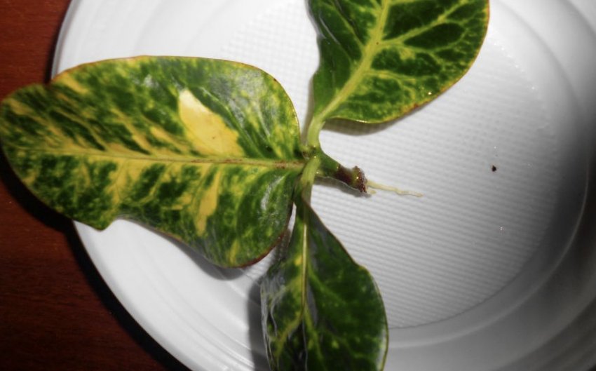 Держак кротона Держак кротона