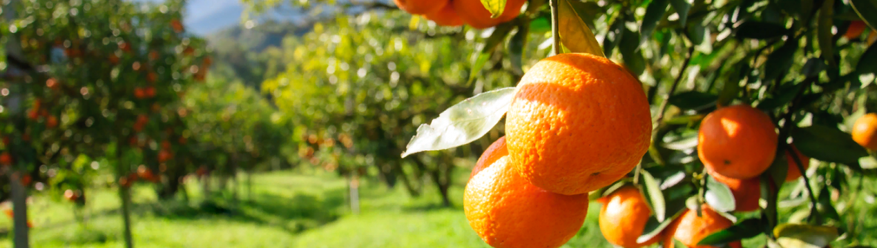 Національний парламент Валенсії затверджує заходи з обмеження встановлення бджолиних вуликів у цитрусових садах