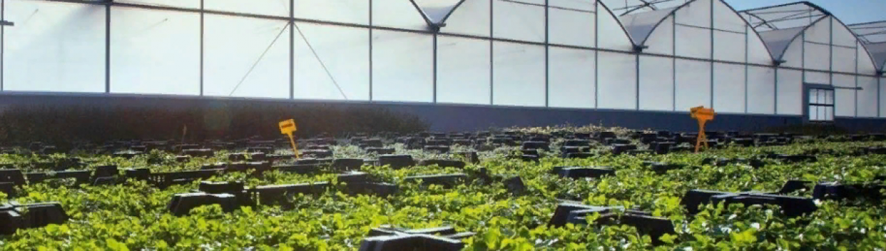 Необхідно мінімізувати шкоду від сильного вітру для сільськогосподарських об'єктів