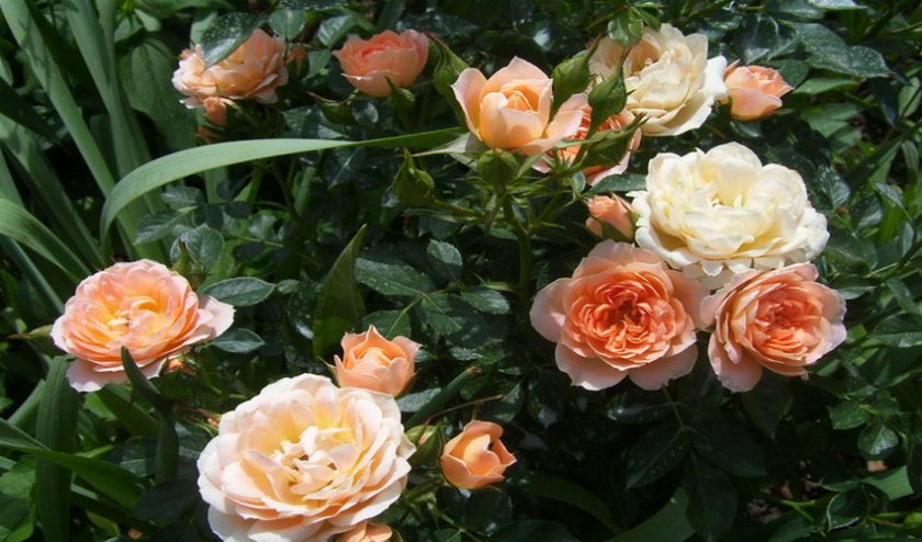 Даниэла Даниэла