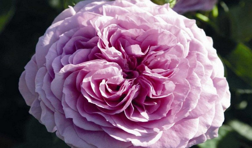 Лавендер Джуел