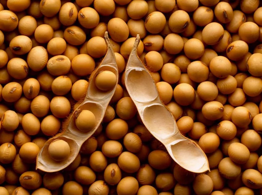 Огляд зернових та масляних культур у Північній Америці Огляд зернових та масляних культур у Північній Америці