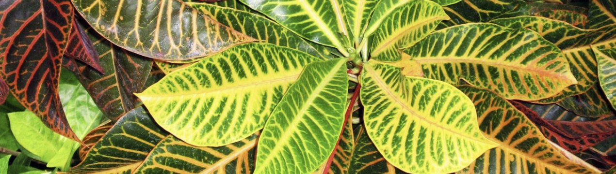 Як доглядати за кротоном в домашніх умовах