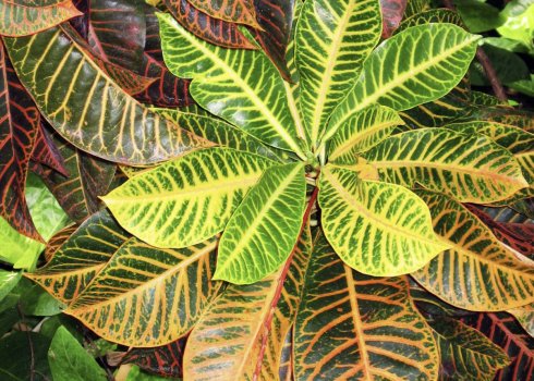 Как ухаживать за кротоном в домашних условиях