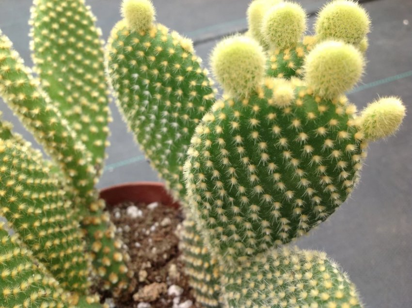 Опунція мелковолосістая