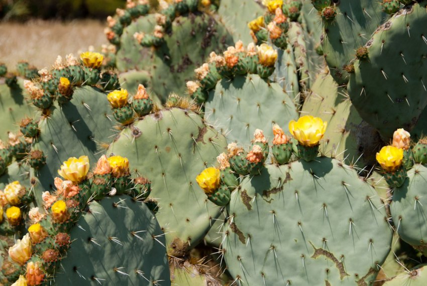Опунція многоколючовая