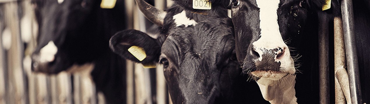 Пошук номінацій на 2020 рік на фермі Vermonсk_moloko року