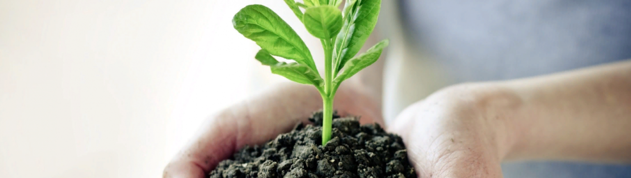 Україні активно вносять засоби захисту рослин