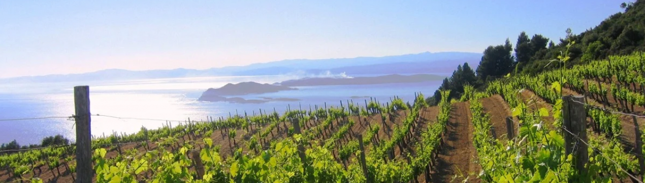 Глобальне потепління допомагає шведським виробникам вина досягти успіху