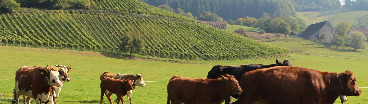 Коронавірус Covid-19: підтримка фермерів у зв'язку з розвитком бізнесу
