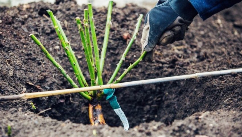 Посадка саджанців троянд Посадка саджанців троянд