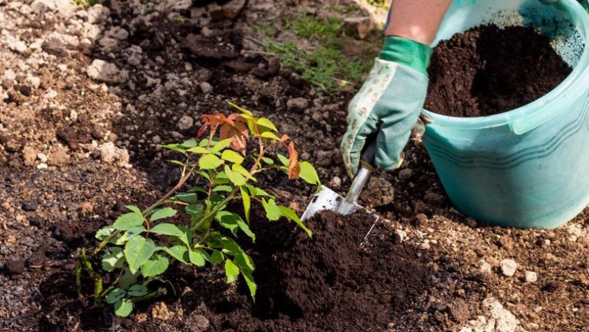 Підживлення троянд Підживлення троянд