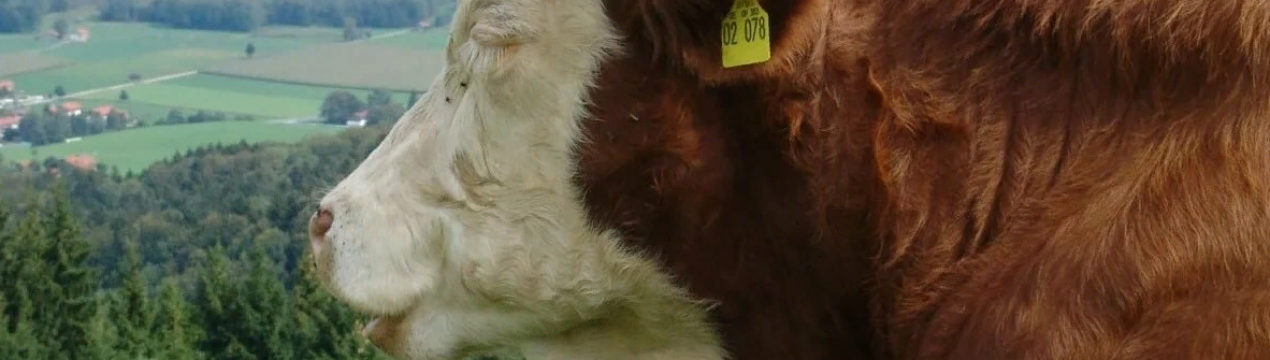 У Австралії виявлені випадки захворювання корів