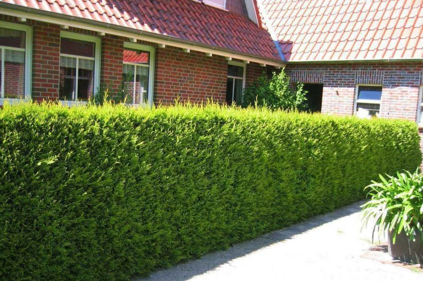 Актуальні тренди ландшафтного дизайну у 2020 році Актуальні тренди ландшафтного дизайну у 2020 році