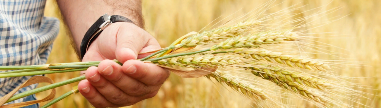 Кенія: коронавірус збільшує ймовірність нестачі продовольства