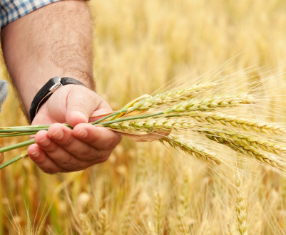 Кенія: коронавірус збільшує ймовірність нестачі продовольства