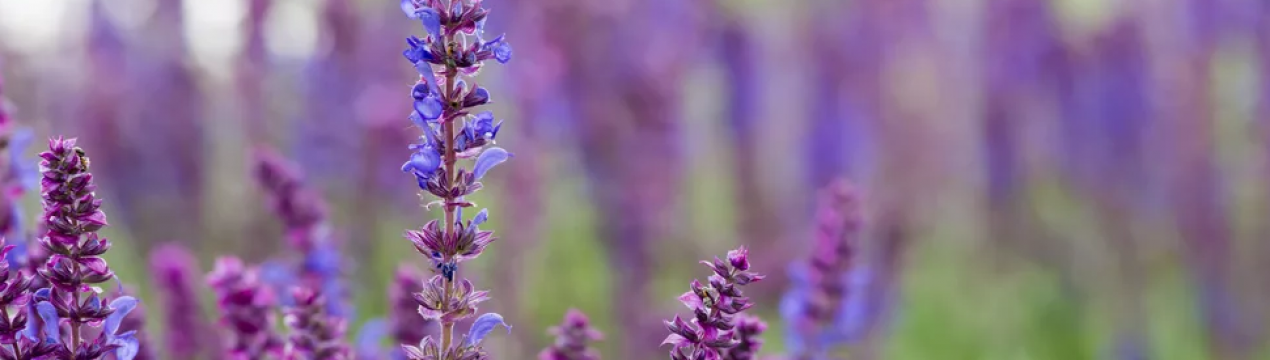 Рослини, які вміють боротися з вірусами