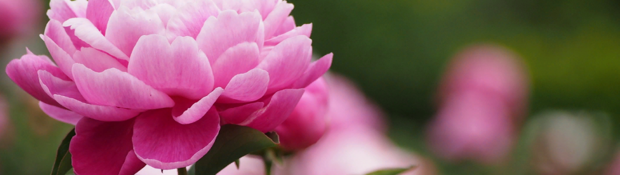 Пересадка піонів на нове місце