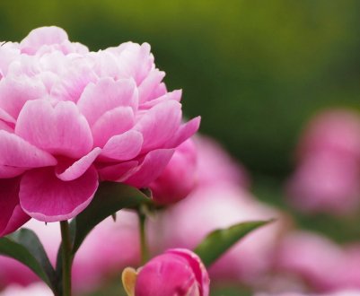 Пересадка піонів на нове місце