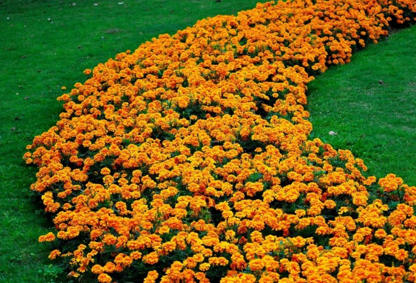 Лінива клумба: найкращі невибагливі однорічні квіти, які неодмінно варто посіяти