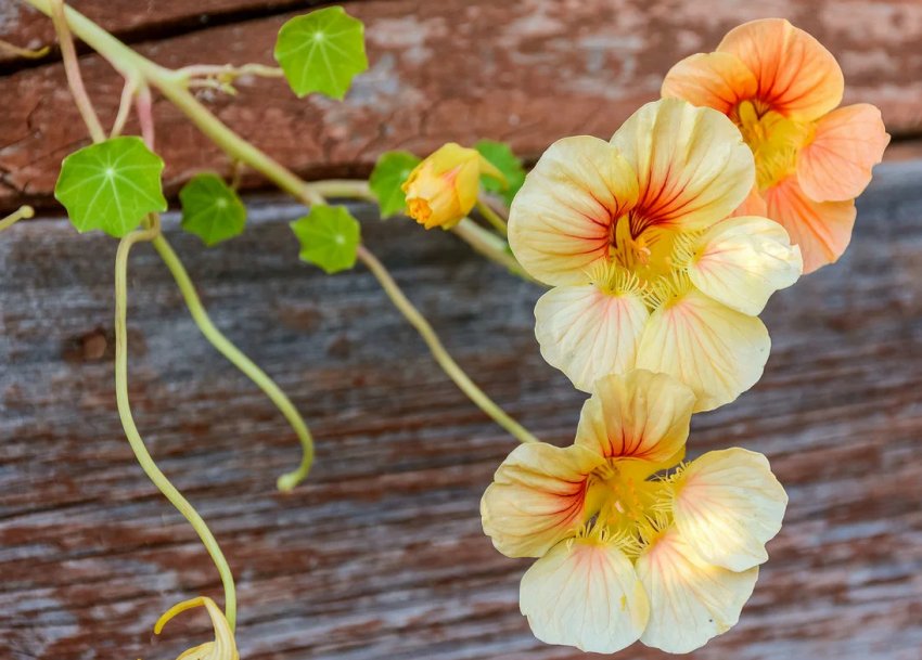 Лінива клумба: найкращі невибагливі однорічні квіти, які неодмінно варто посіяти