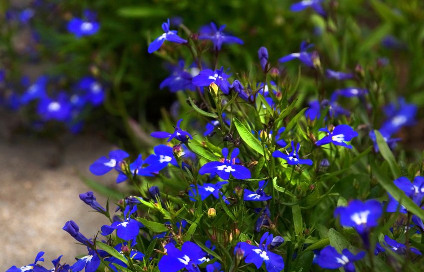 Лінива клумба: найкращі невибагливі однорічні квіти, які неодмінно варто посіяти
