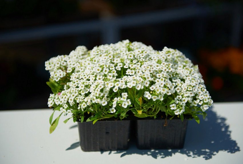 Лінива клумба: найкращі невибагливі однорічні квіти, які неодмінно варто посіяти