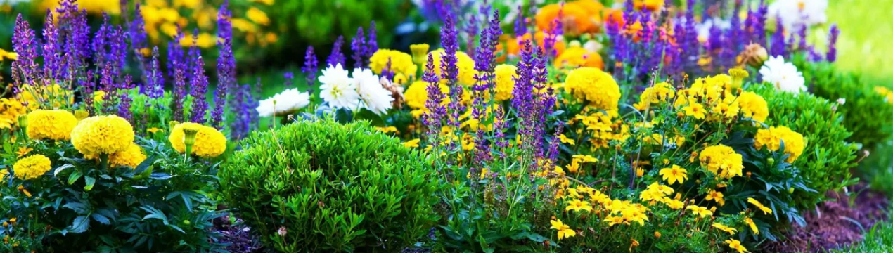 Лінива клумба: кращі невибагливі однорічні квіти, які обов'язково варто посіяти