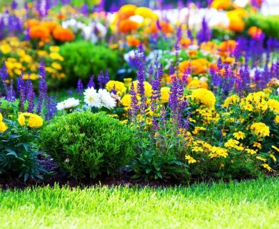 Лінива клумба: кращі невибагливі однорічні квіти, які обов'язково варто посіяти