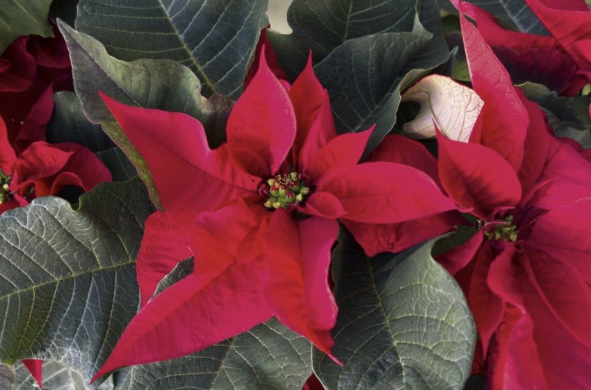 Різдвяна зірка Різдвяна зірка