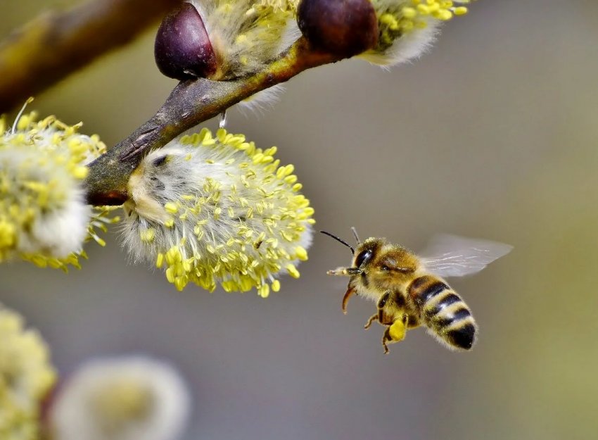 Оси прокидаються від зимового сну Оси прокидаються від зимового сну